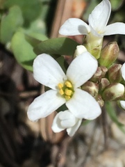 Noccaea fendleri
