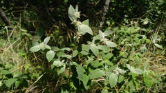 Pycnanthemum albescens
