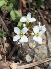 Noccaea fendleri