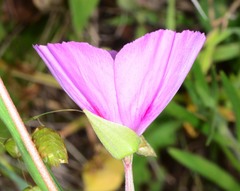 Clarkia gracilis sonomensis