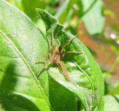 Dolomedes triton