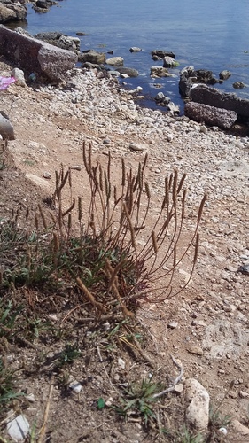 Plantago coronopus iNat (1)