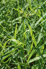 Scirpus pallidus