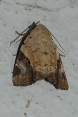 Pseudeustrotia semialba