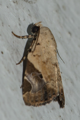 Pseudeustrotia semialba