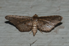 Picrostomastis inductalis