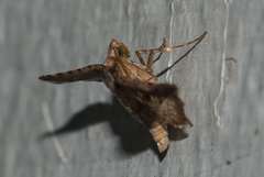 Picrostomastis inductalis