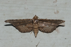 Picrostomastis inductalis
