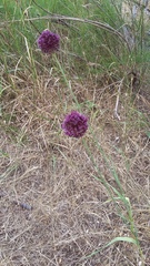 Allium atroviolaceum