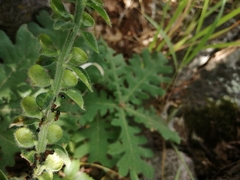 Crematogaster sordidula