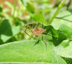 Dolomedes triton