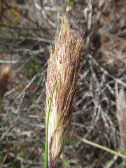 Pentameris curvifolia