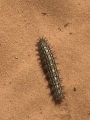 Hemileucinae