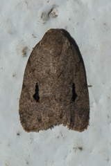 Eugoa aridoides