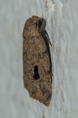Eugoa aridoides