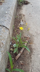 Crepis ramosissima