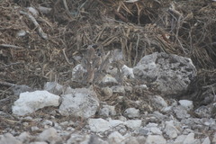 Colinus nigrogularis