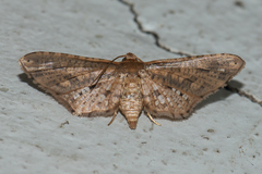 Picrostomastis inductalis