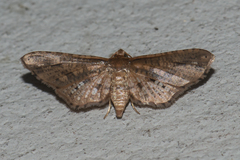 Picrostomastis inductalis