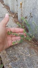 Andrachne telephioides