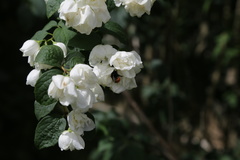 Philadelphus × virginalis