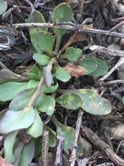 Noccaea fendleri