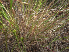 Pentameris curvifolia