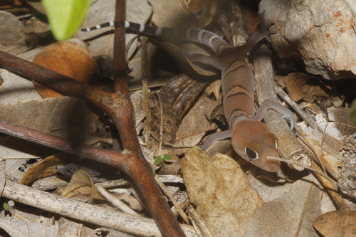 Yucatan Banded Gecko, Coleonyx elegans