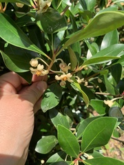 Ternstroemia gymnanthera