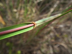 Pentameris curvifolia