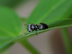 Cephalotes minutus