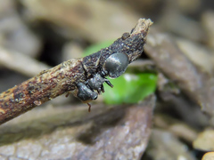 Cephalotes minutus