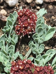 Cymopterus davisii