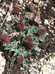 Cymopterus davisii