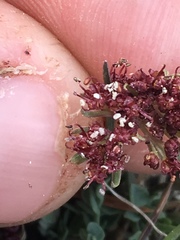 Cymopterus davisii