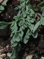 Cymopterus davisii