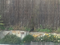 Turdus merula