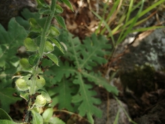 Crematogaster sordidula