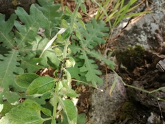 Crematogaster sordidula