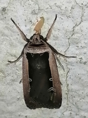 Ochropleura leucogaster