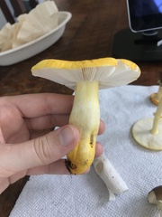 Russula flavida
