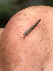 Leptocerus americanus