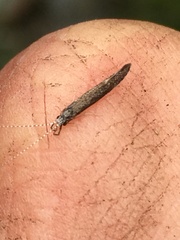 Leptocerus americanus