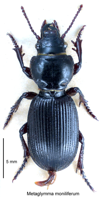 Mecodema moniliferum
