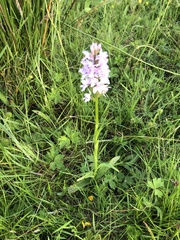 Dactylorhiza