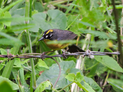 Basileuterus lachrymosus