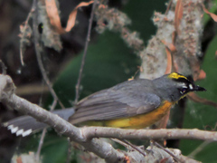 Basileuterus lachrymosus