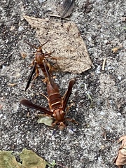 Vitacea polistiformis