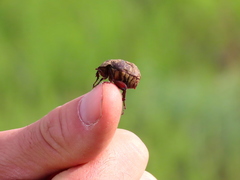Phyllophaga lanceolata