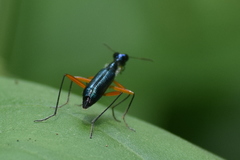 Neocollyris